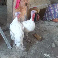 بوقلمون