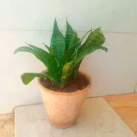 گل طبیعی