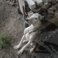 سگ نگهبان نژاد اصیل