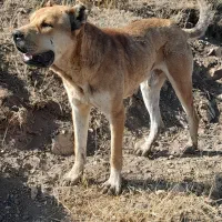 سگ گله معاوضه
