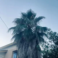 فروش پالم (نخل بادبزنی)