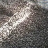 تفاله خشک چغندر قند
