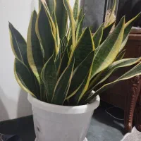 سانسوریا ابلق کراواتی
