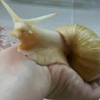 فروش فوری حلزون آلبینو