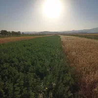 یونجه خشک
