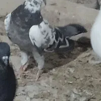 تعدادی کفتر نر و ماده یه جا
