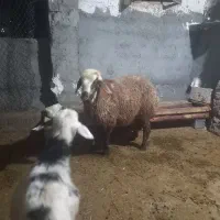 بره