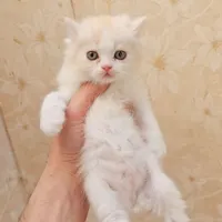 پرشین۲ماهه ۵ ت م ن