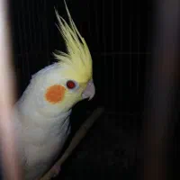 عروس هلندی