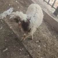 گوسفند