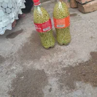 قوره شور