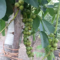 فروش نهال گردو