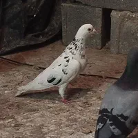 کبوتر