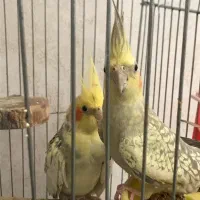 یک جفت عروس هلندی نر و ماده