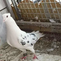 کفتر دارو