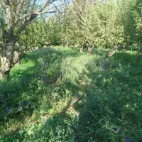 علف رایگان