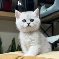 خانه ی گربه اسکاتیش و بریتیش/بازدید حضوری