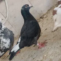 کفتر مامله گی