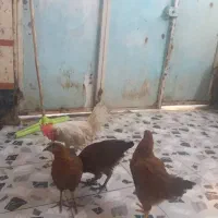 سلام