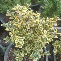 همکاری حل گر فتاری ما (لی) گل