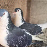 کبوتر ساده سیاه  کد ۰۰۱