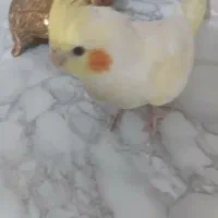 عروس هلندی  نر