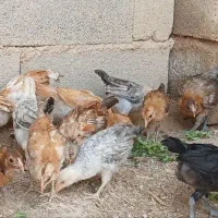 جوجه لری اصل