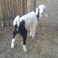 ۲ عدد کهره ماده یک عددکهره نر