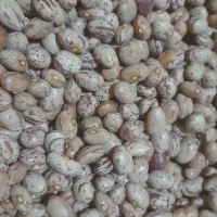 لوبیا چیتی