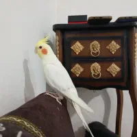 عروس هلندی نر لوتینو سخنگو رام