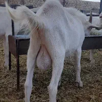 سانن|حیوانات مزرعه|نجفآباد, دفاع مقدس|دیوار