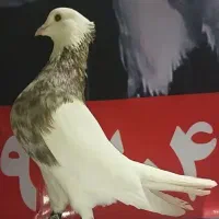 اجری نر