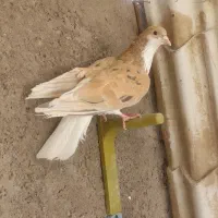 ساده خال دار