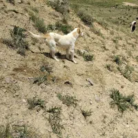 سگ گله|سگ|سراجو, |دیوار