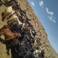 گوسفند بز