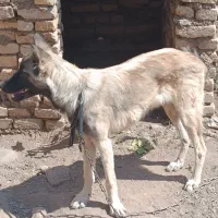 سگ سرابی ماده 5 ماهه