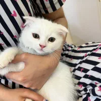 بچه گربه نر