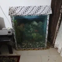 اکواریوم