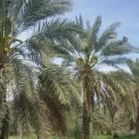 زمین بازیاری ویلا باغ مسکونی