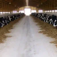 خوراک گوساله پرواری