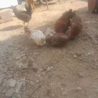 ۵عدد مرغ و یک خروس با ۴عدد خروس سفید