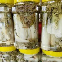 ترشی بیلحر