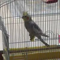 عروس هلندی نر