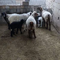 فروش ۴ راس میش ۲ راس بره دار