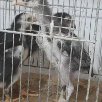 جوجه لاری اسنم