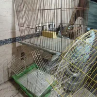 قفس پرنده