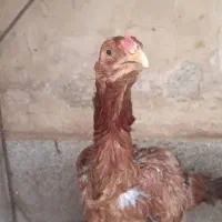 حیوانات مزرعه