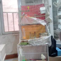 عروس کوتوله فنچ