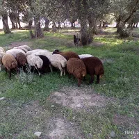 گوسفند قربانی