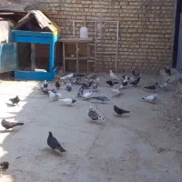 کبوتر پرشی